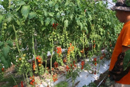 181029　越川克男 (10)